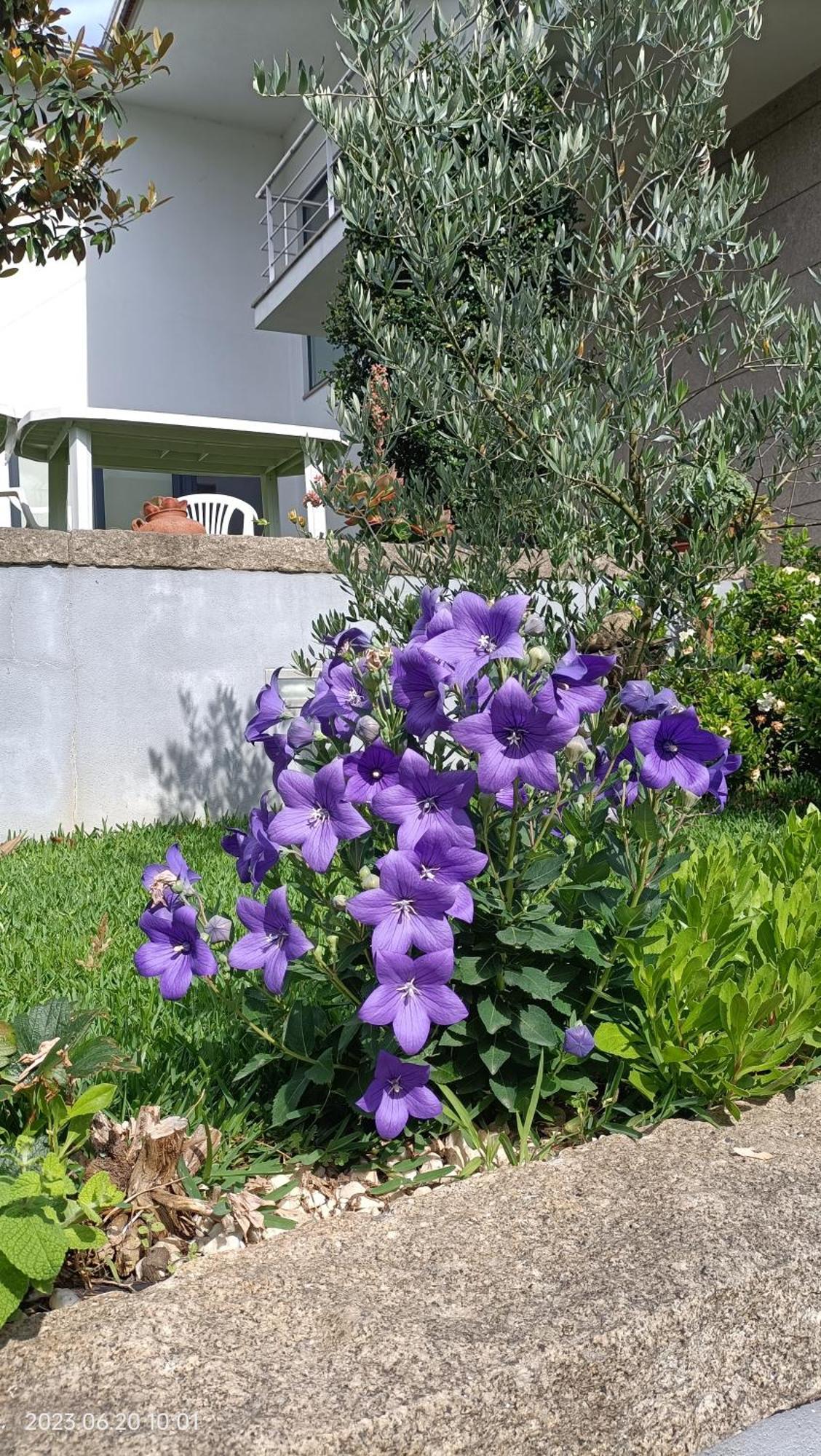 Areias Village Vale de Cambra Bagian luar foto